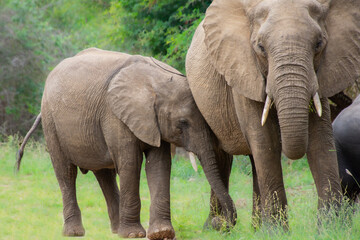 Obraz premium Beautiful wild elephant in her natural habitat in South Africa