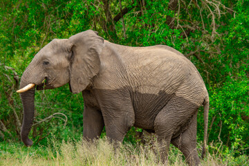 Naklejka na ściany i meble Beautiful wild elephant in her natural habitat in South Africa