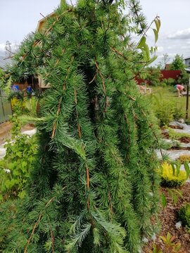 Coniferous trees in the garden. Larix kaempferi Stiff Weeper with long hanging delicate branches . Nature wallpaper.