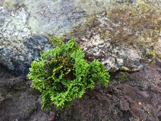 A small Cypress sapling. Chamaecyparis obtusa Nana Gracilis. Coniferous plants. Nature wallpaper.