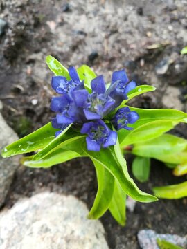 Gentiana cruciata with small blue flowers in a garden bed.Alpine flowers. Floral wallpaper.