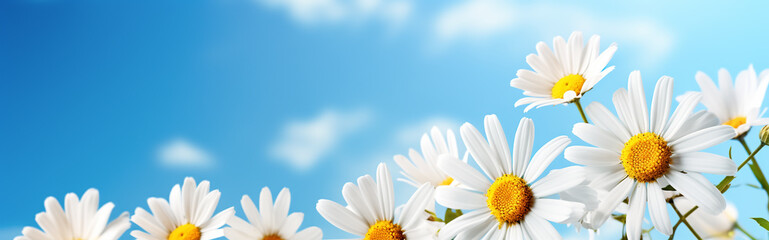Daisies against a background of blue sky with clouds. Spring nature background. Panoramic image with copy space. © milicenta