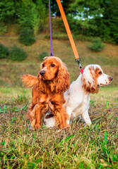 Two English cocker spaniel puppies are standing on the lawn. They are kept on leashes. The dogs...