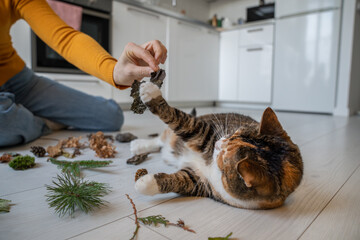 Fluffy cat with no interest to activity, living slow boring life, lying on floor. Caring female pet lover amusing adorable animal, playing with natural objects, twigs, bark, stones brought from street