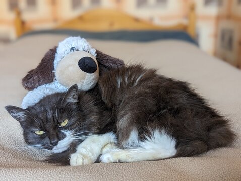 Chat et peluche chier