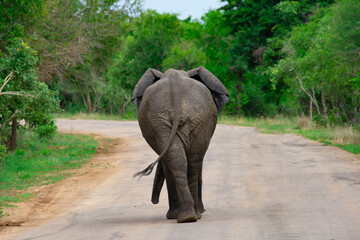 Beautiful wild elephant in her natural habitat in South Africa