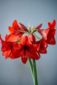 red and white lily