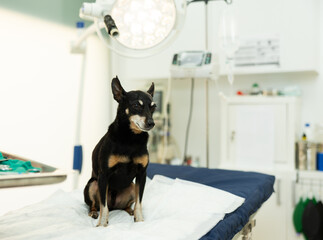 Small black dog Miniature Pinscher breed is sitting on couch in veterinarians office and is quietly...