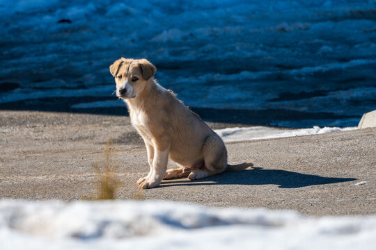 Portrait of the young puppy dog , posing for photos. Mixed breed. Anatolian shepherd dog, aidi and jack Russell terrier.