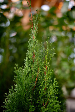 close up of a tree
