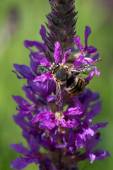 Anthidium manicatum - Mason Bee - Abeille cotonni&egrave;re - Anthidie &agrave; manchettes sur Lythrum salicaria - Rainbow weed - Salicaire commune