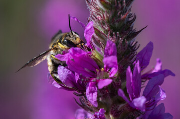 Anthidium manicatum - Mason Bee - Abeille cotonnière - Anthidie à manchettes sur Lythrum...