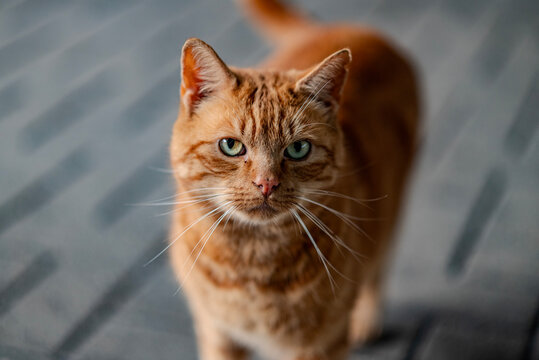 portrait of a cat