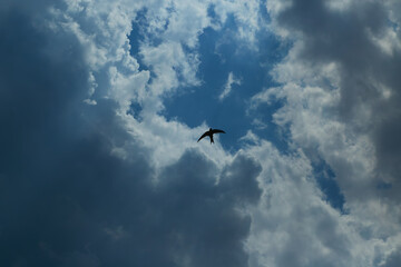 Cumulus clouds in the blue sky close-up, among the clouds