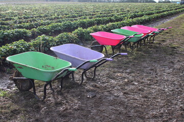 Row of multicoloured wheelbarrows outdoors in a field