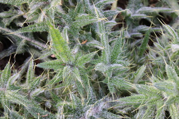 Up close picture of leaves from a Spear Thistle weed, scientific name Cirsium vulgare