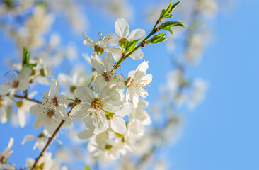 Obraz premium Selective focus of branches white Cherry blossoms on the tree under blue sky and sun. Beautiful Sakura flowers during spring season, Floral pattern texture, Nature wallpaper background.