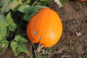 Ripe pumpkin laying in a pumpkin field