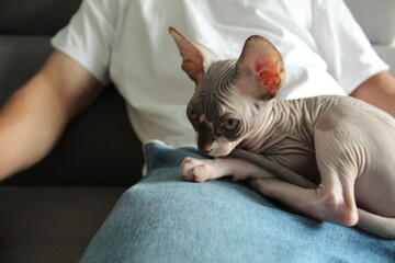 A gray sphinx lies in the hands of its owner. Unusual pets, cats. Hairless cat