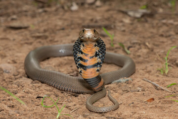 Closeup of a wild Mozambique Spitting Cobra (Naja mossambica) displaying its signature hood