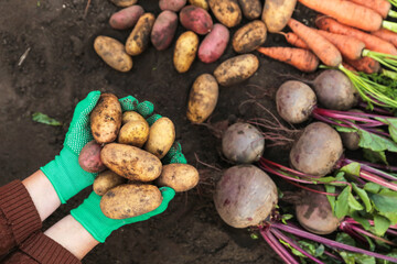 Farmer hands with potato harvesting organic vegetables. Autumn harvest of fresh raw carrot,...