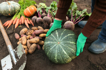 Autumn harvest of fresh raw carrot, beetroot, pumpkins and potato on soil ground in garden. Farmer...