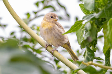 A female of Saffron Finch also known as Canario or Chirigue Azafranado under rain. Species Sicalis flaveola. Birdwatcher. bird lover. Birding. Yellowbird.