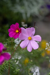 Obraz premium Pink Cosmos bipinnatus in a garden.