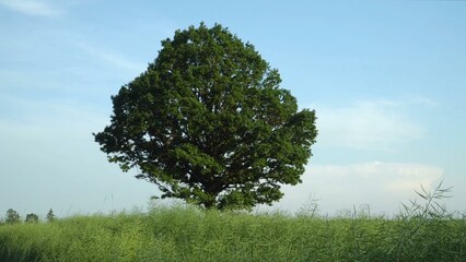 A big oak tree with green foliage in an unripe rapeseed field, creating a natural summer landscape where grandeur meets seasonal rhythms.