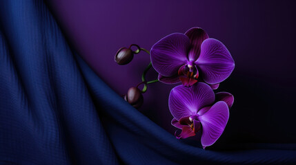 Flowers phalaenopsis beauty nature violet plants petal botany orchid blossom purple pink blooming
