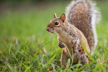 Naklejka na ściany i meble Young squirrel on the grass