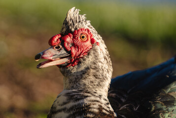 Portrait of a Unique Muscovy Duck, Embracing Its Unconventional Beauty
