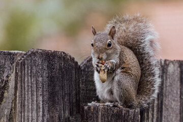 Young Squirrel Eating Peanut, Sitting On Fence Staring at Camera