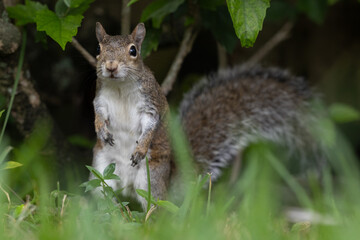 Young Squirrel Standing On Hind Legs in Grass Near Hedge