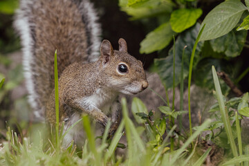 Naklejka na ściany i meble Young Squirrel on Grass Near Hedge