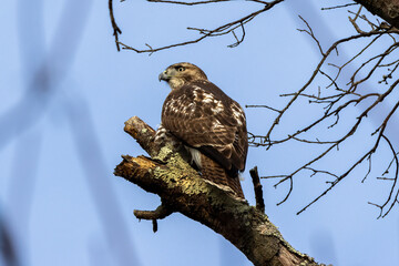 red tailed hawk