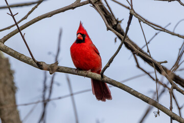 red cardinal on branch