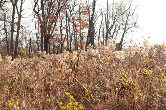 The tall brown grass in this image seems to be swaying in the breeze. The colors gone due to the autumn season. The trees in the background without leaves and have bare branches.