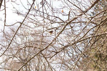 This cute little sparrow sat perched in the tree. The small bird with brown feathers is trying to hide and stay safe. These are songbirds and sound so pretty. The branches are without leaves.