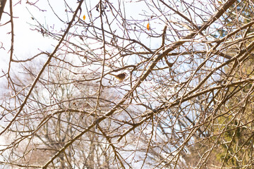 Fototapeta na wymiar This cute little sparrow sat perched in the tree. The small bird with brown feathers is trying to hide and stay safe. These are songbirds and sound so pretty. The branches are without leaves.