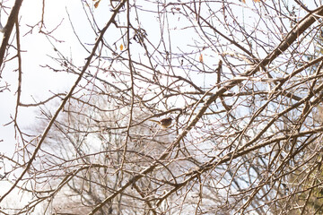 This cute little sparrow sat perched in the tree. The small bird with brown feathers is trying to hide and stay safe. These are songbirds and sound so pretty. The branches are without leaves.