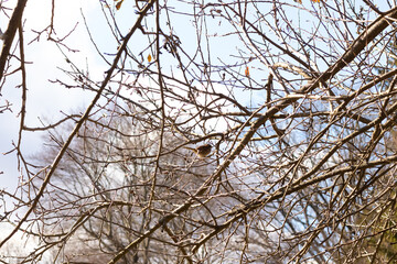 This cute little sparrow sat perched in the tree. The small bird with brown feathers is trying to hide and stay safe. These are songbirds and sound so pretty. The branches are without leaves.