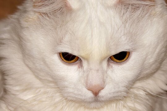 Front image of a white cat with an angry look.