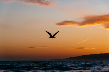 Fototapeta na wymiar Bird flying in the sunset