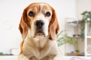 Portrait of cute Beagle dog in grooming salon