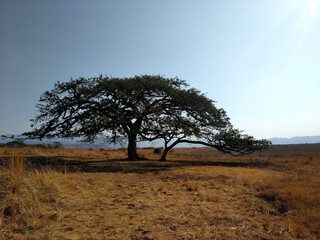Obraz premium Solitary acacia growing in a field
