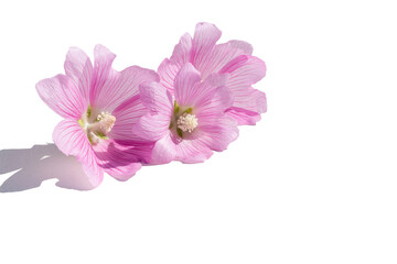 On a white isolated background, fresh garden flowers of pink mallow. For congratulations, decoration.