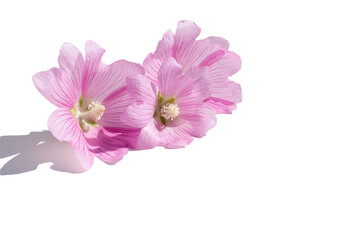 Obraz premium On a white isolated background, fresh garden flowers of pink mallow. For congratulations, decoration.