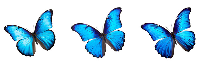 Set of Exquisite Sky-Blue Butterflies in Thorough Full-Body Close-Up Captures, Fluttering with Gracefulness, Isolated on Transparent Background, PNG