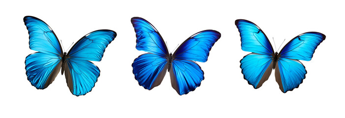 Set of Beautiful Blue Butterflies in Full Body Close-Up Portraits, Flying with Grace, Isolated on Transparent Background, PNG